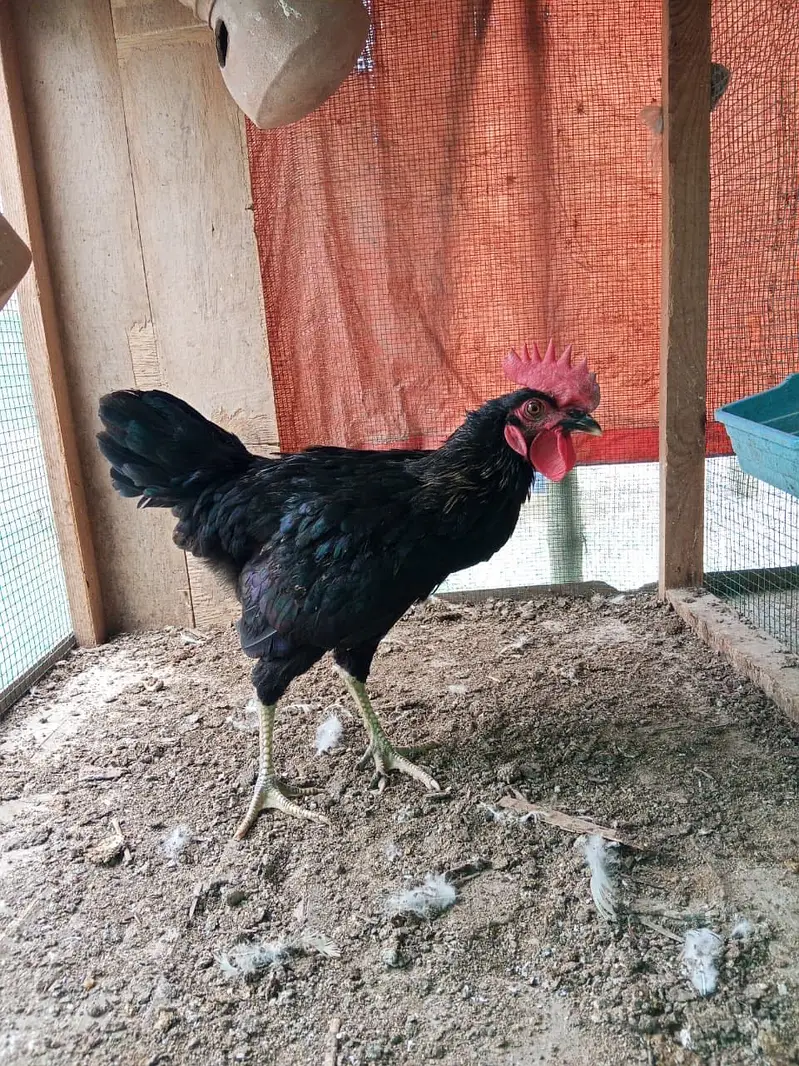 Black lohman male — photo 3