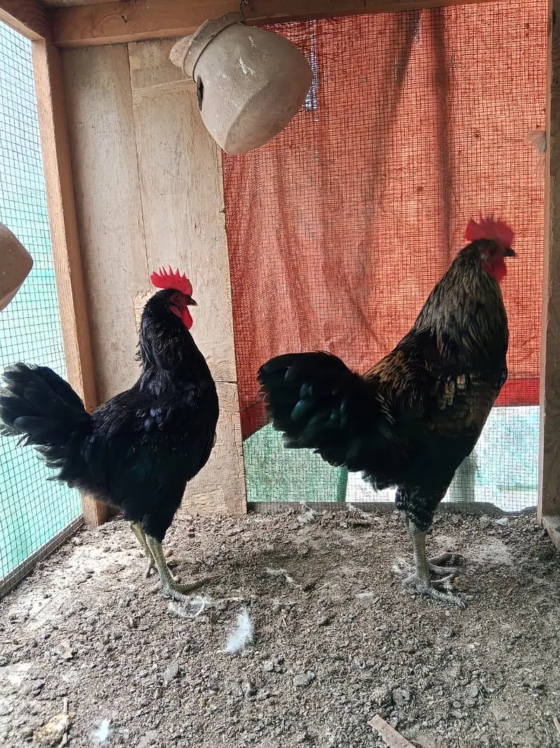 Black lohman male — photo 4