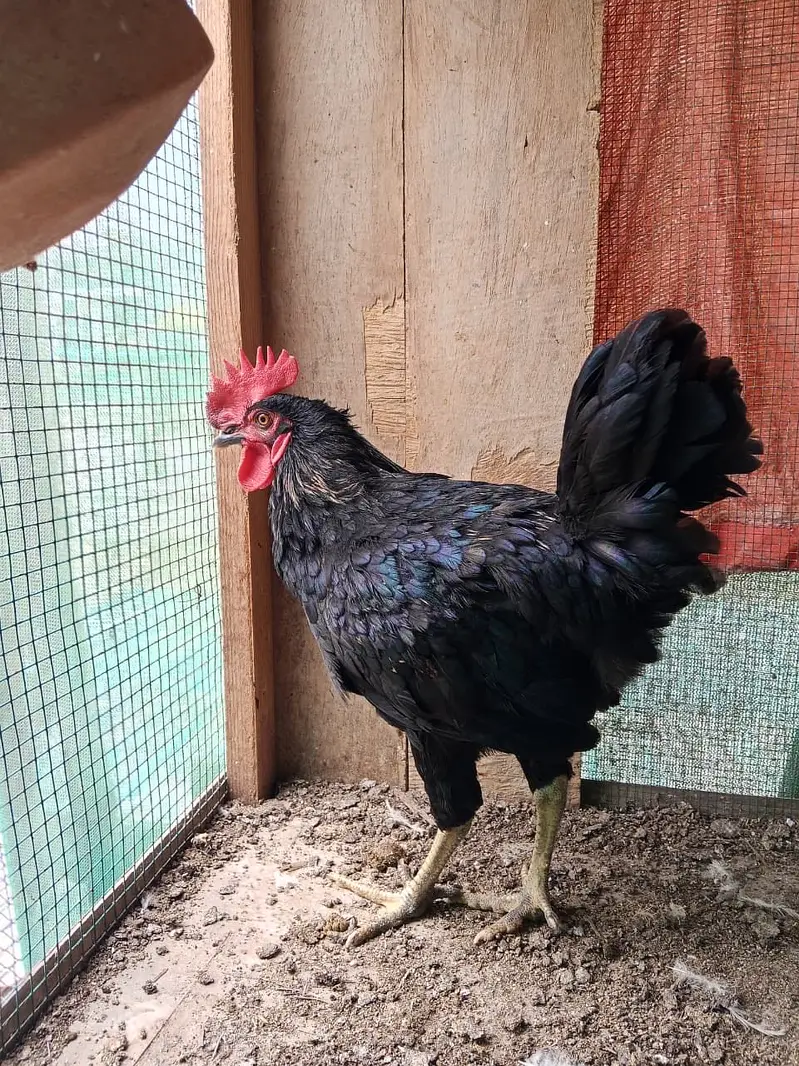 Black lohman male — photo 5