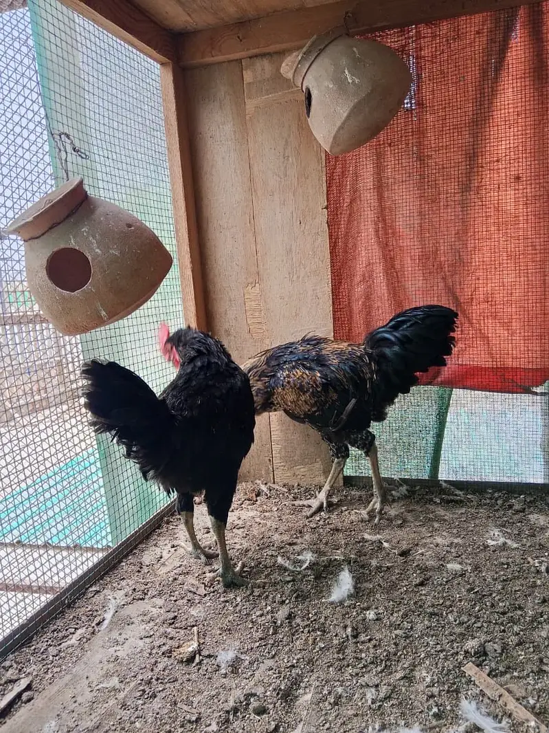 Black lohman male — photo 6