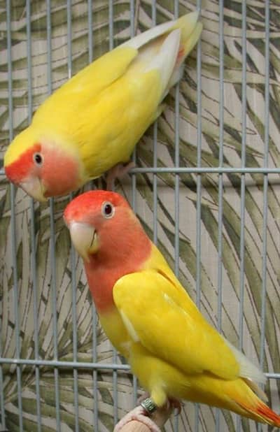 lovebirds