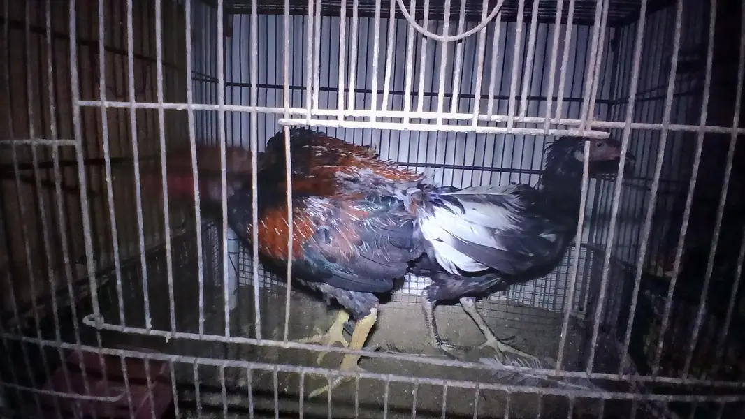 SALE | PAIR | JOORI | URGENT | ASEEL | — photo 2