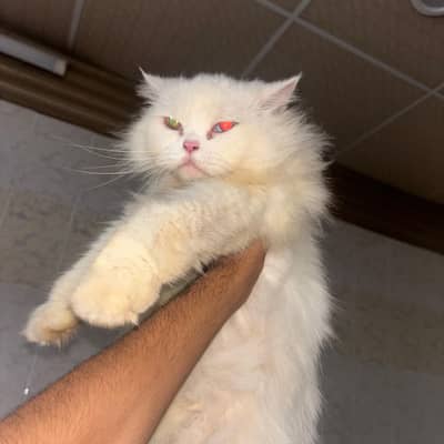 Persian cat female