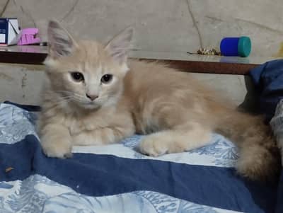 Persian kittens available for sale
