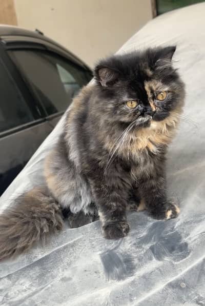 Female Persian Kitten