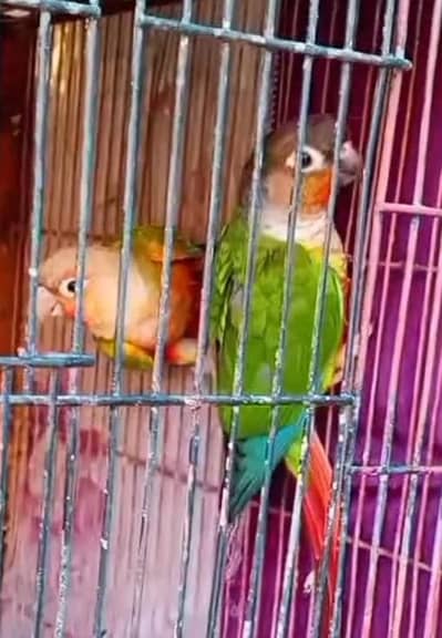 beautiful colour print parrot