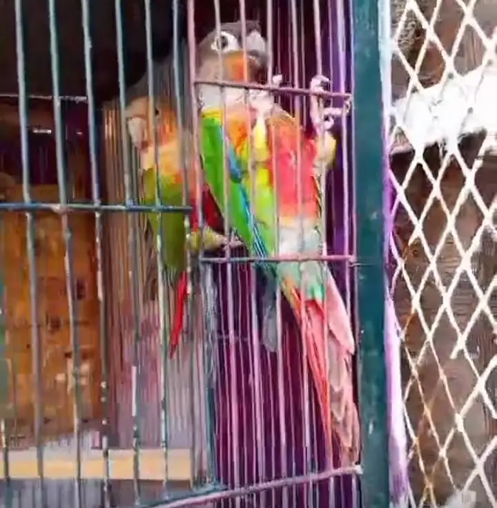 beautiful colour print parrot — photo 2