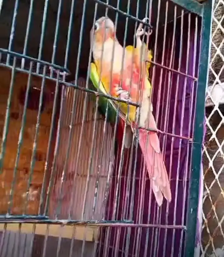 beautiful colour print parrot — photo 3