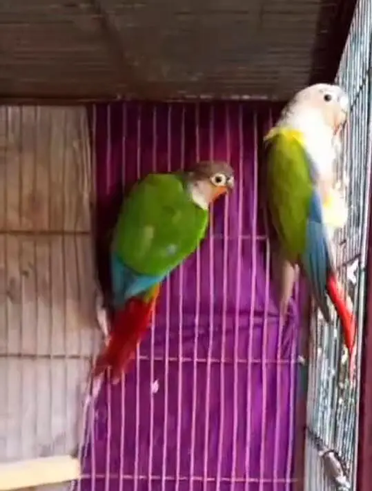 beautiful colour print parrot — photo 4