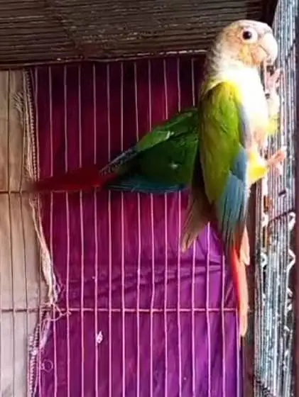 beautiful colour print parrot — photo 5