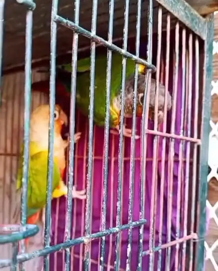 beautiful colour print parrot — photo 6