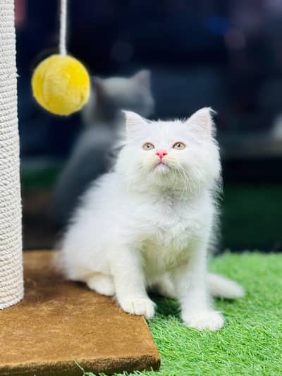 persian cats and kittens for sale wtsapp (0307/710/92/69)