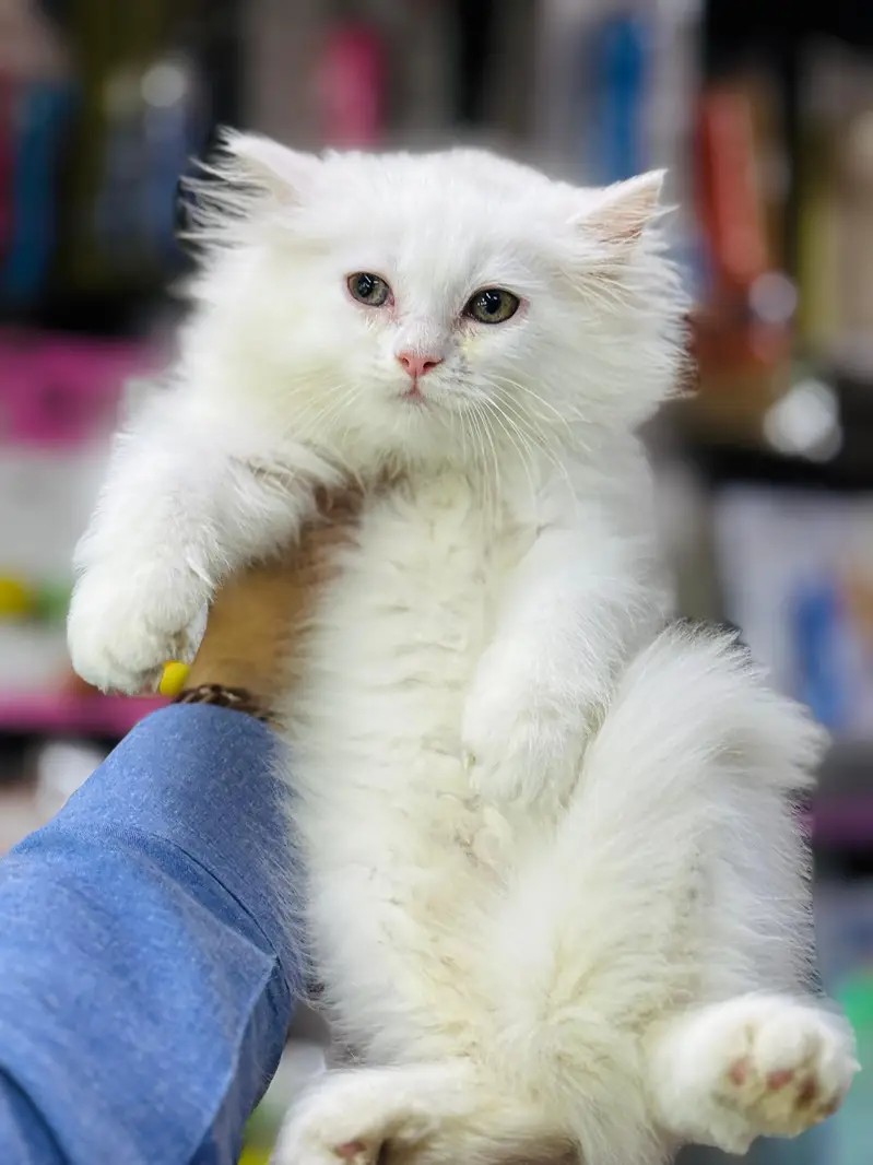 persian cats and kittens for sale wtsapp (0307/710/92/69) — photo 2