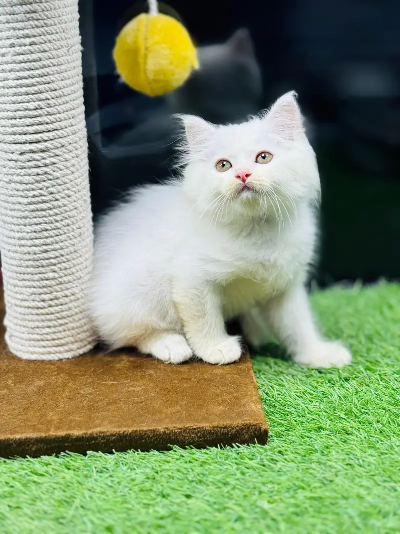 persian cats and kittens for sale wtsapp (0307/710/92/69) — photo 3