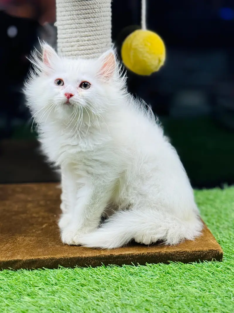 persian cats and kittens for sale wtsapp (0307/710/92/69) — photo 4