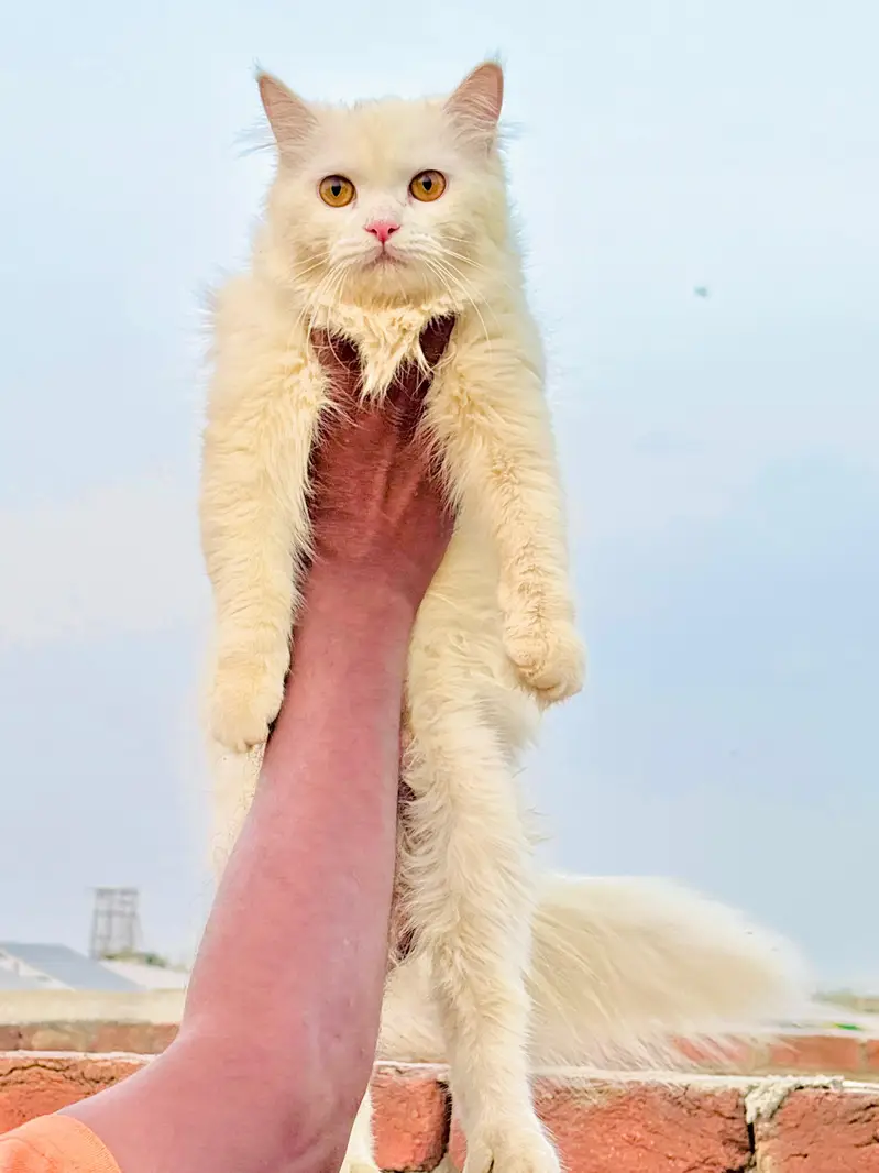 persian cats and kittens for sale wtsapp (0307/710/92/69) — photo 5