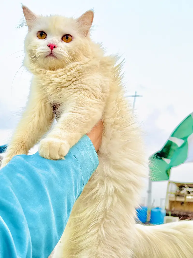 persian cats and kittens for sale wtsapp (0307/710/92/69) — photo 6