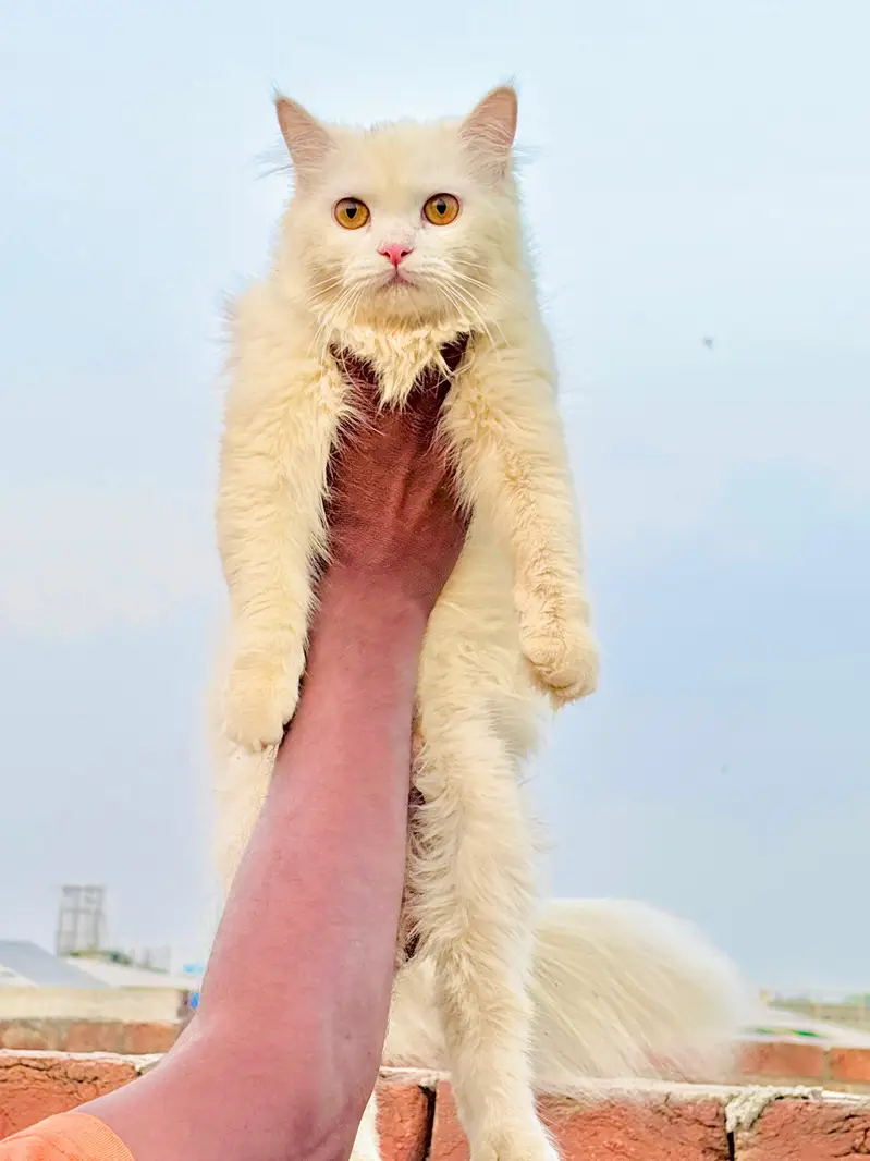 persian cats and kittens for sale wtsapp (0307/710/92/69) — photo 7
