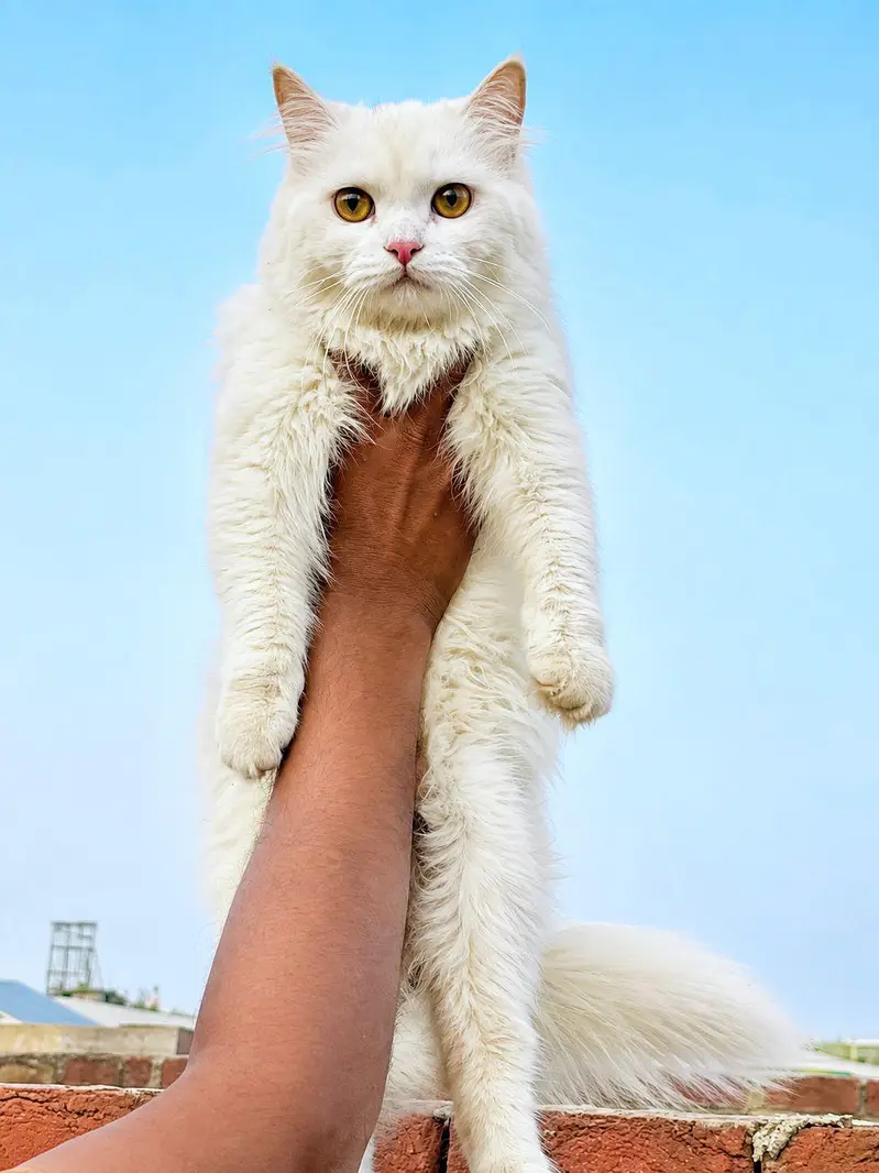 persian cats and kittens for sale wtsapp (0307/710/92/69) — photo 8