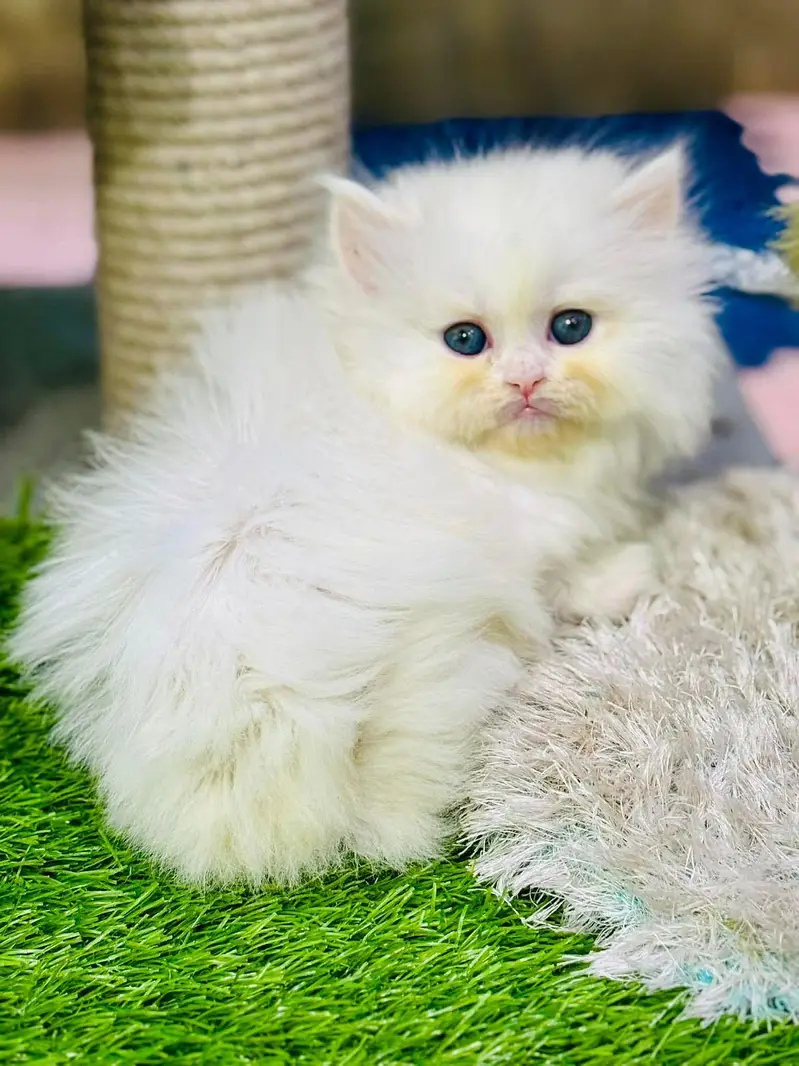 persian cats and kittens for sale wtsapp (0307/710/92/69) — photo 11