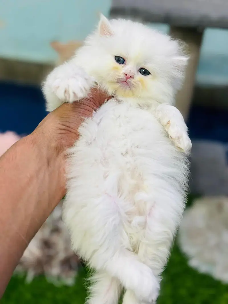 persian cats and kittens for sale wtsapp (0307/710/92/69) — photo 12