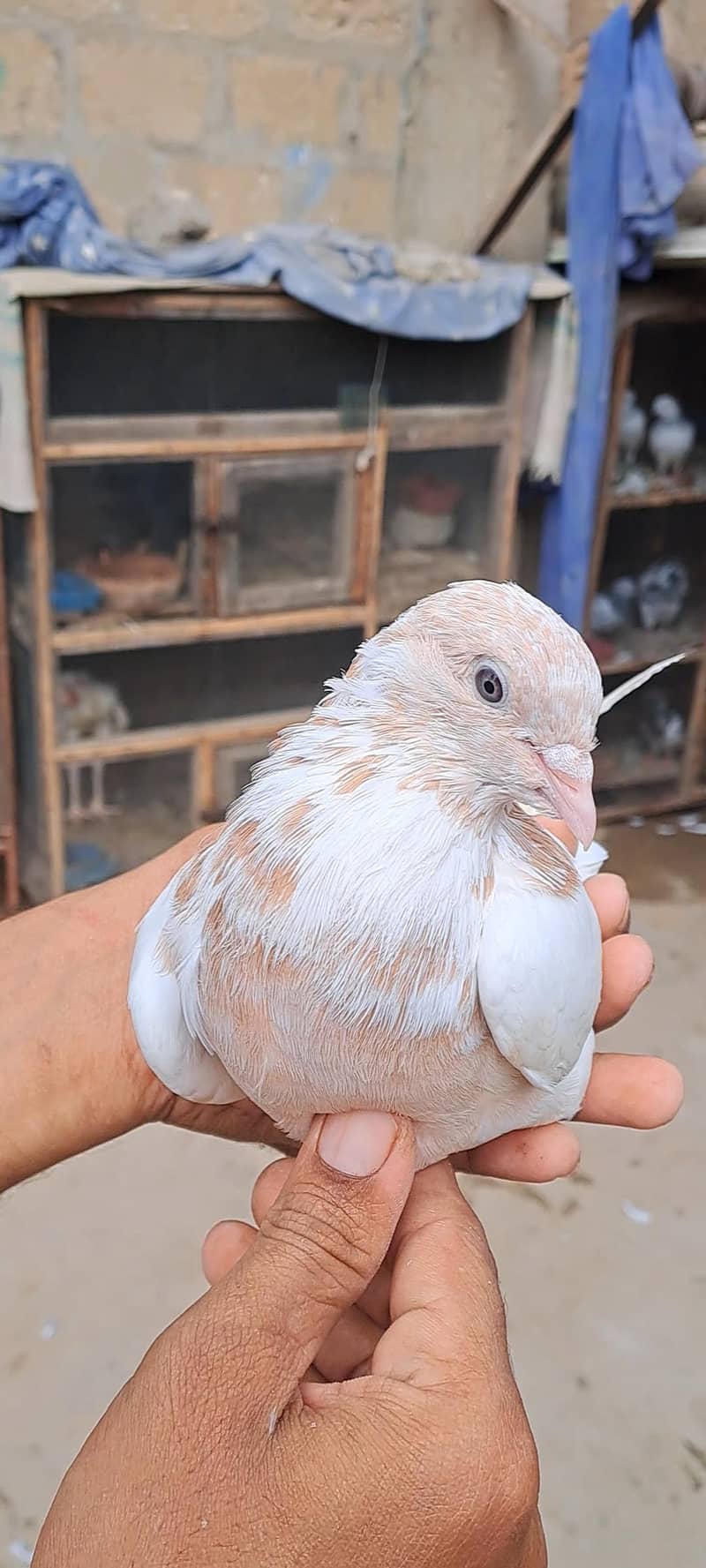 High Flyer Pigeons 0