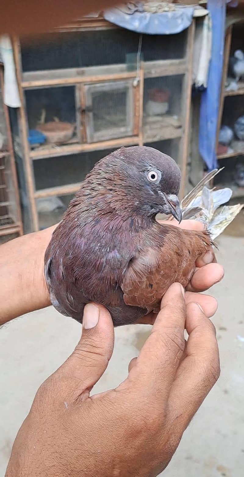 High Flyer Pigeons 3
