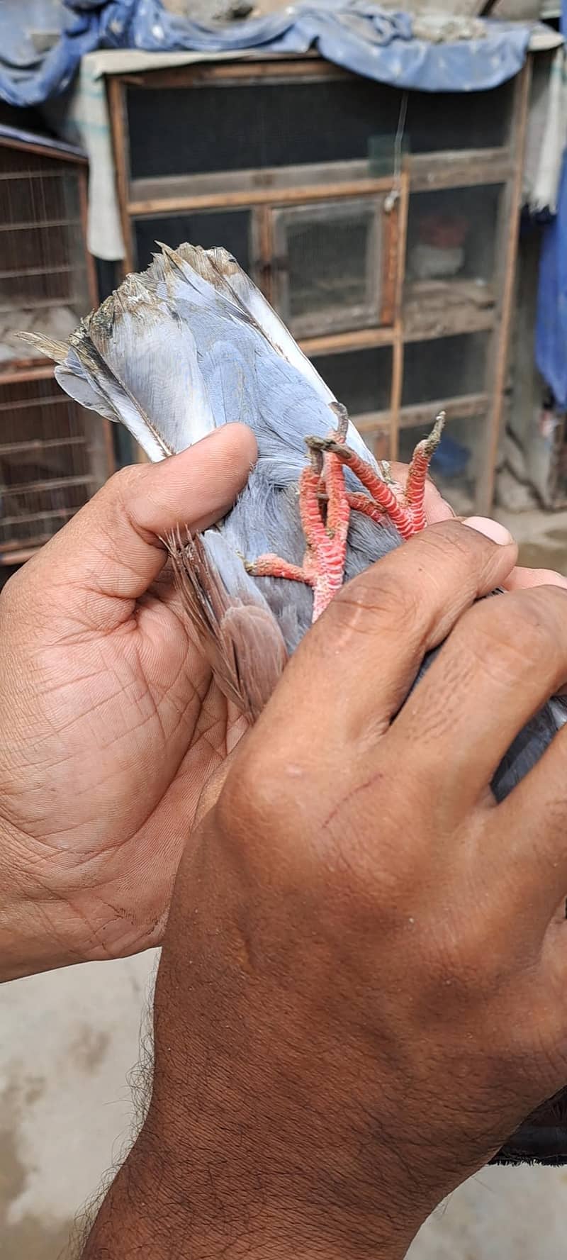 High Flyer Pigeons 4
