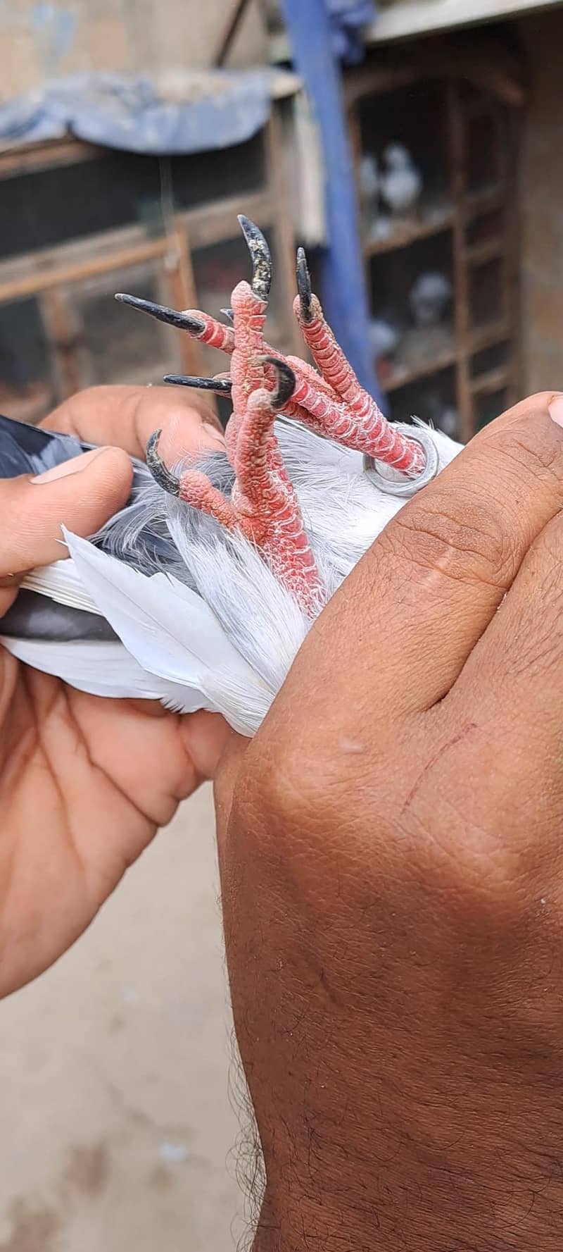 High Flyer Pigeons 5