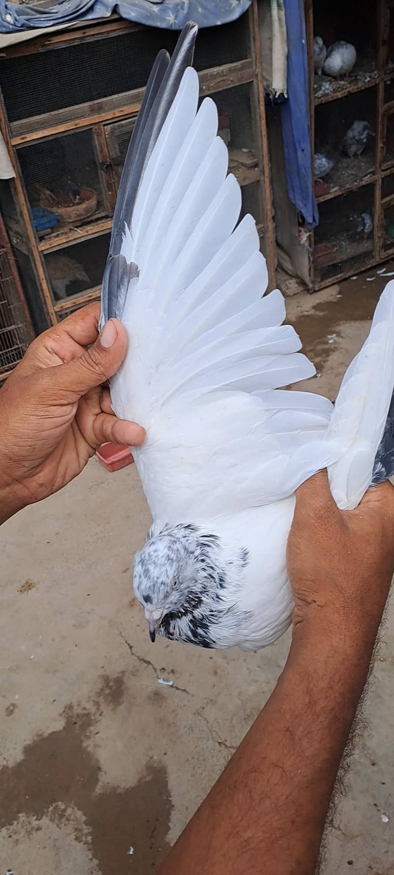 High Flyer Pigeons 6