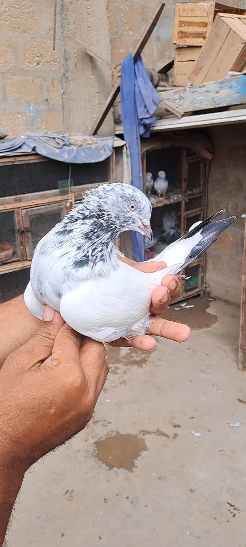 High Flyer Pigeons 7
