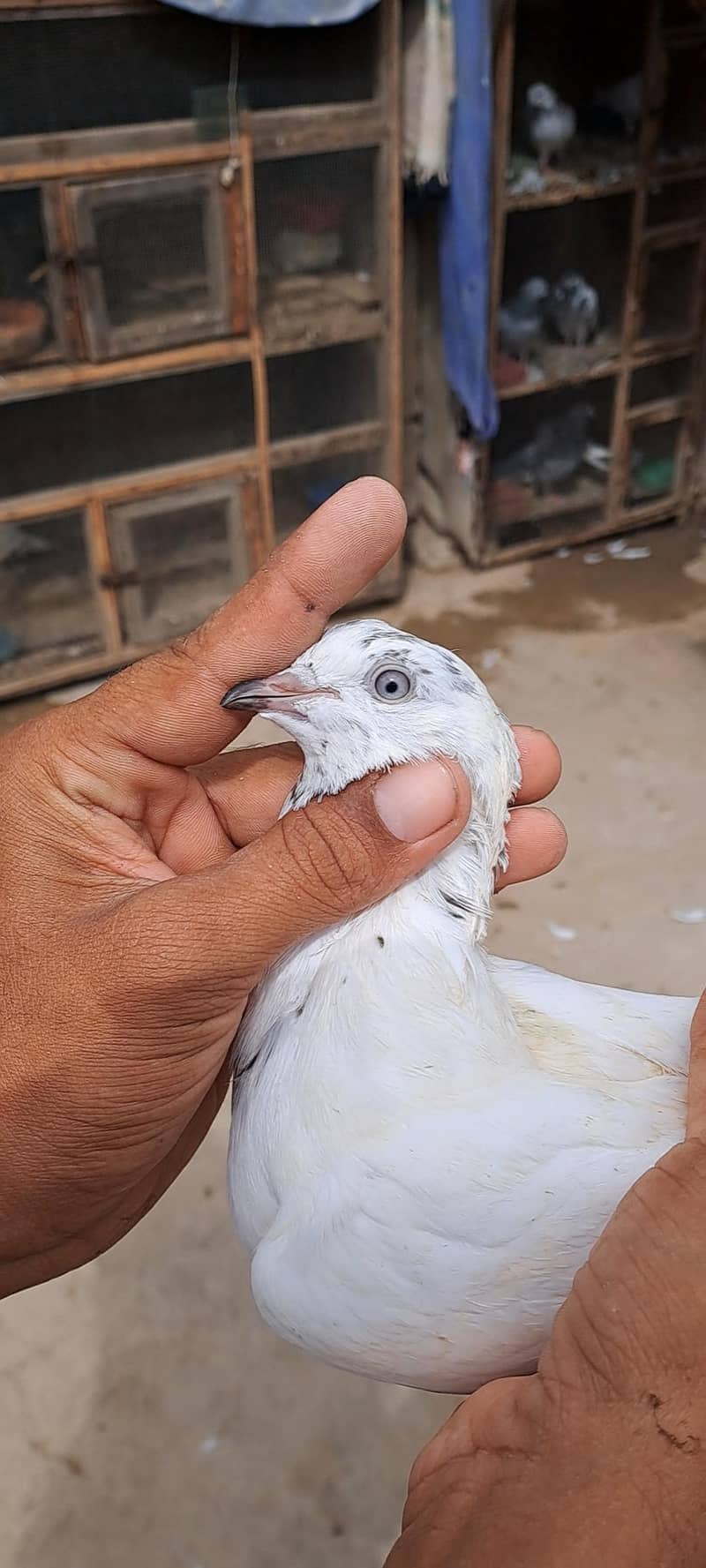 High Flyer Pigeons 9