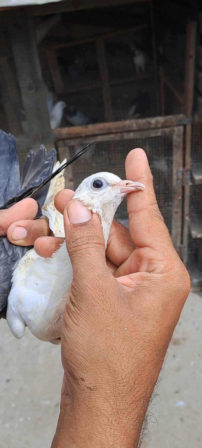 High Flyer Pigeons 11