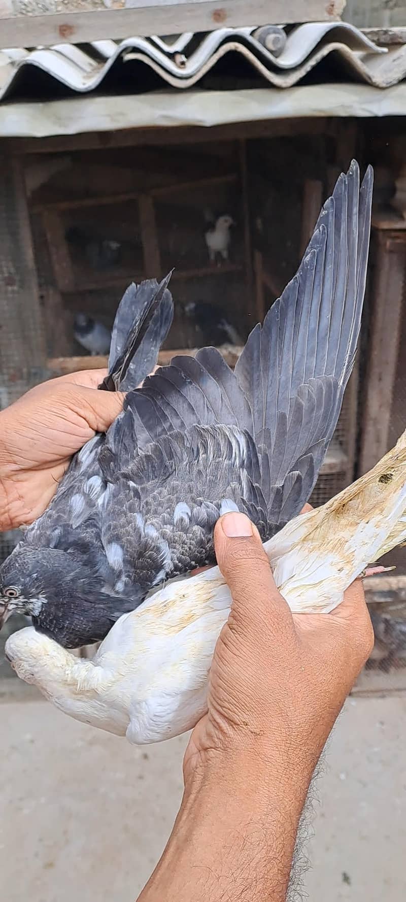 High Flyer Pigeons 12