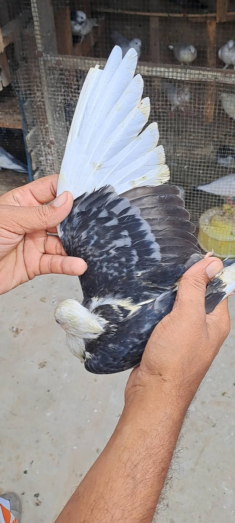 High Flyer Pigeons 13