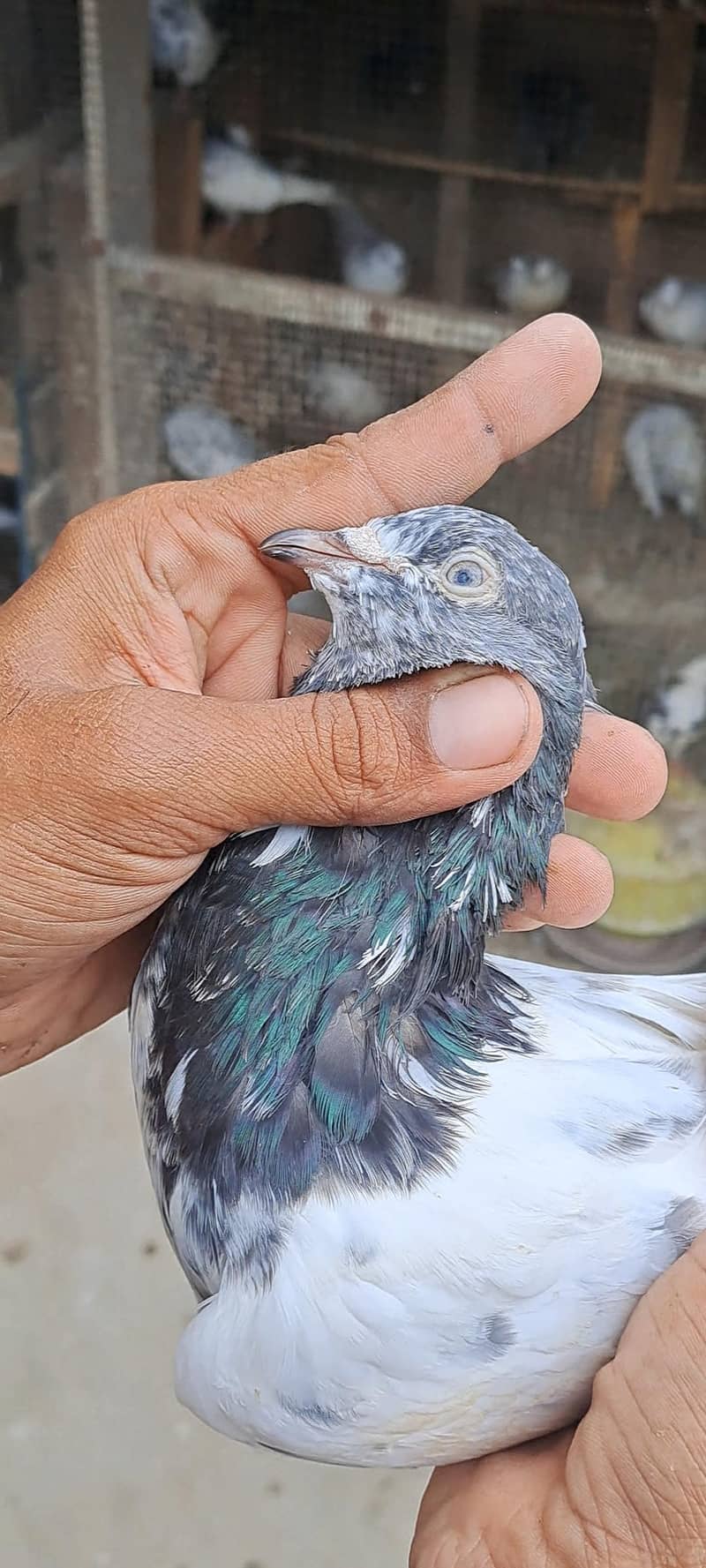 High Flyer Pigeons 15