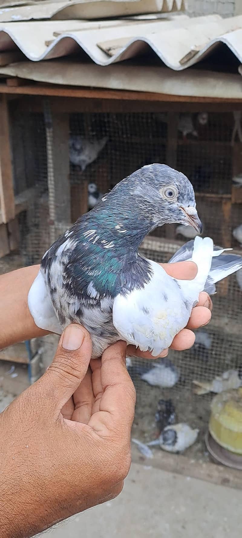 High Flyer Pigeons 16