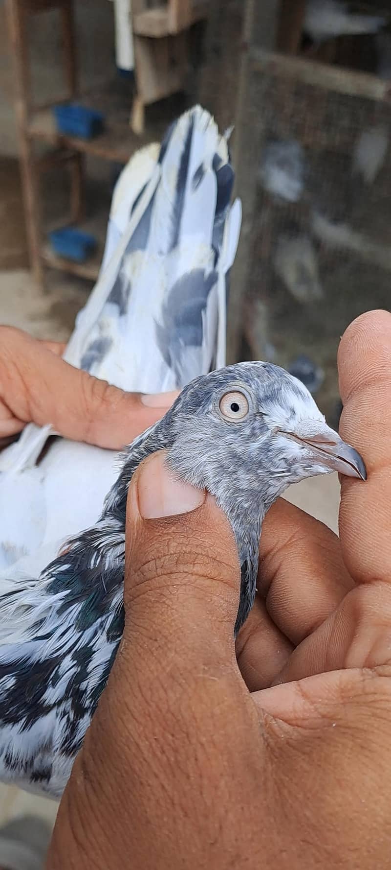 High Flyer Pigeons 17