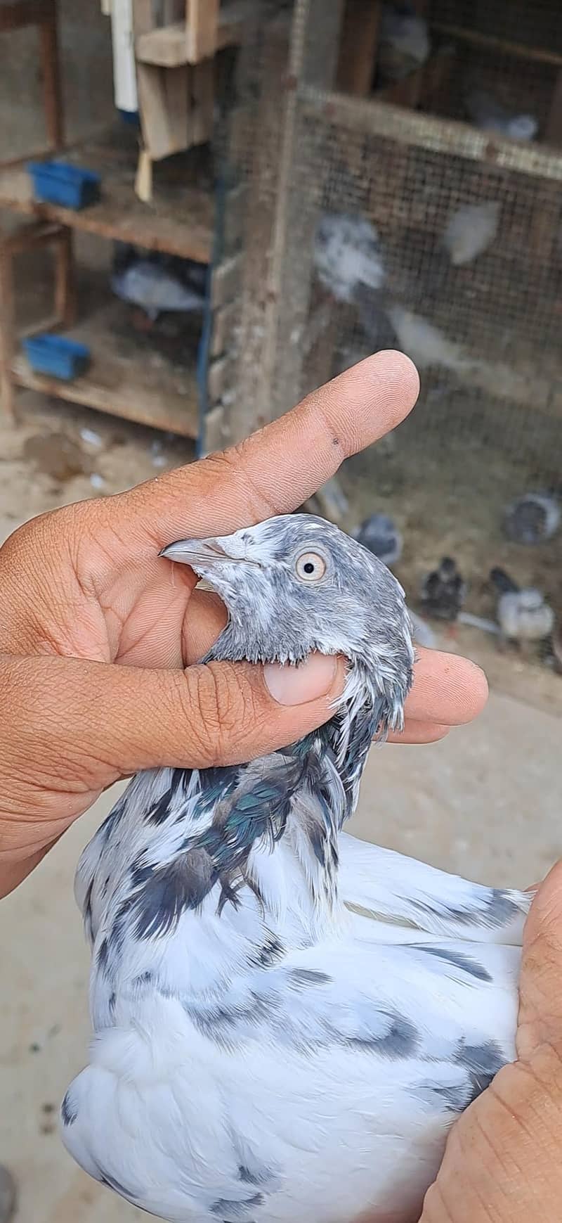 High Flyer Pigeons 18
