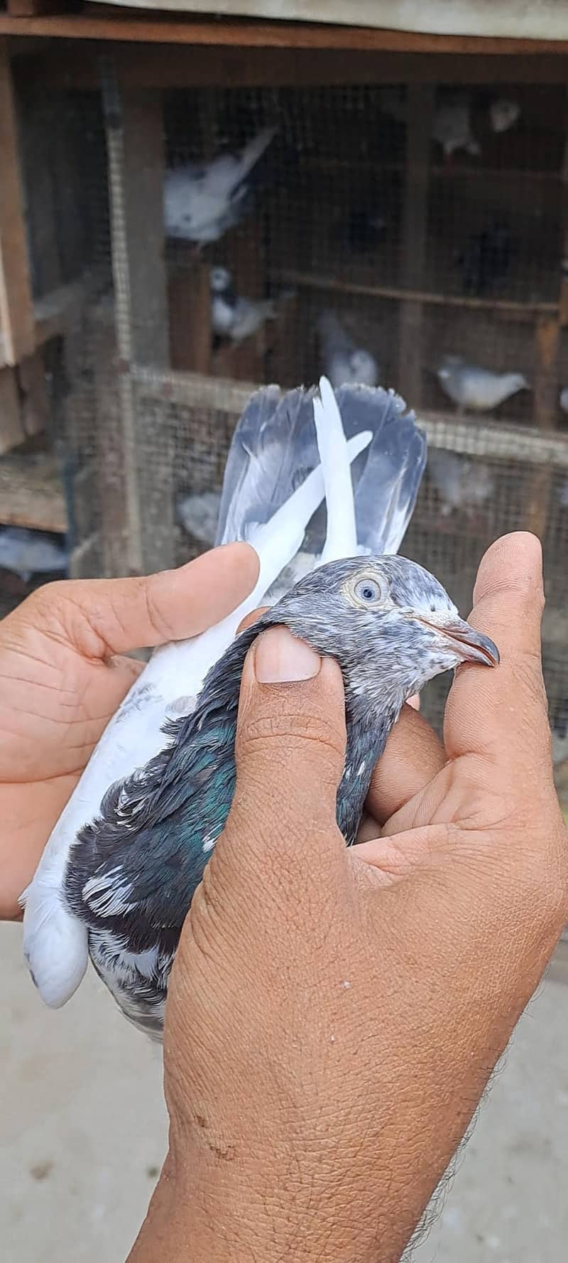 High Flyer Pigeons 19