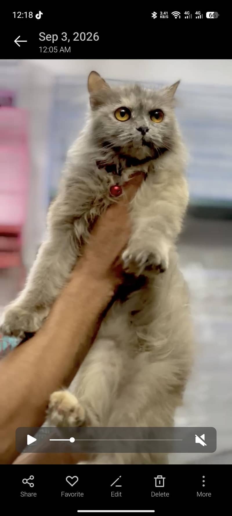 Persian cat 0