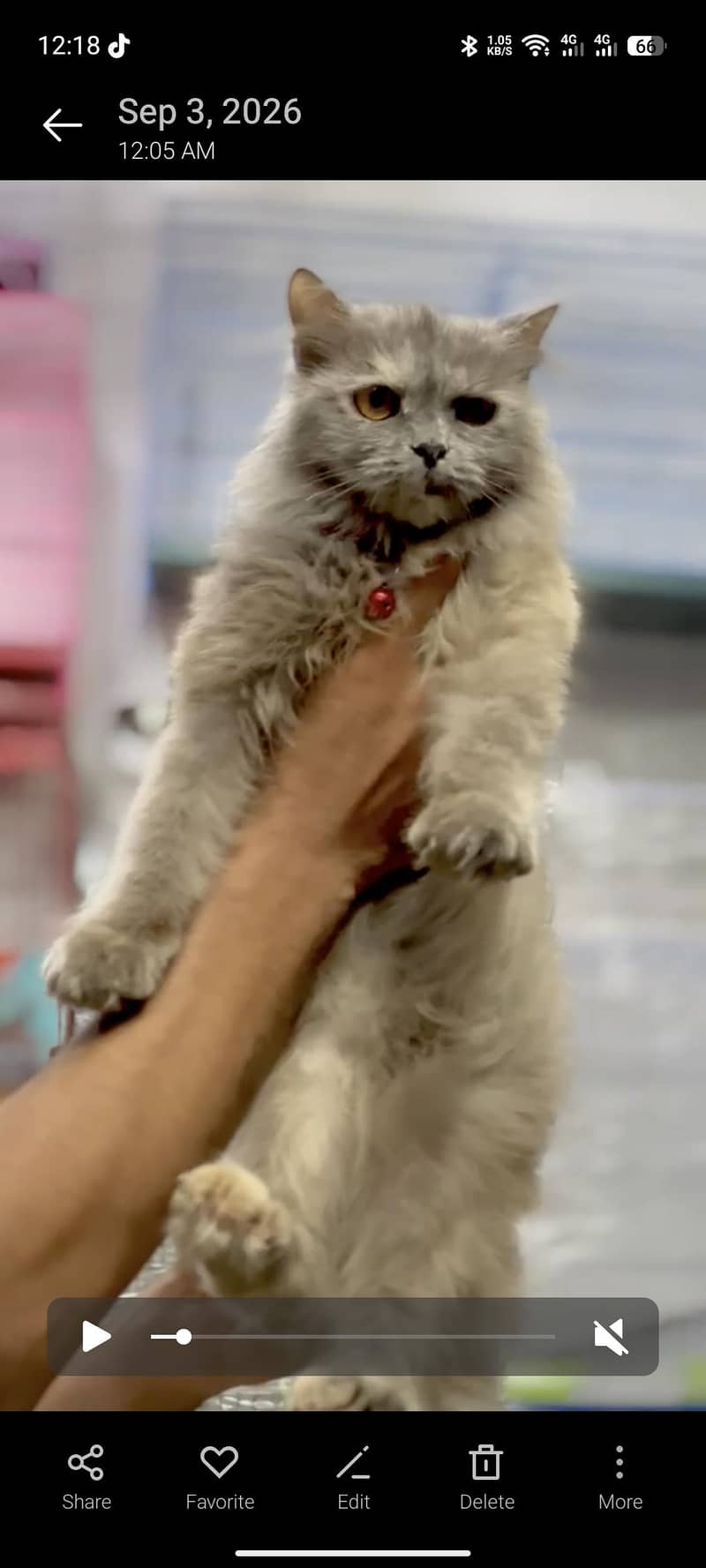Persian cat 1