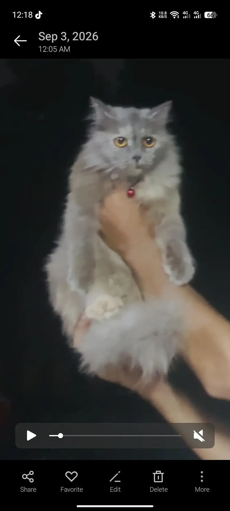 Persian cat — photo 3