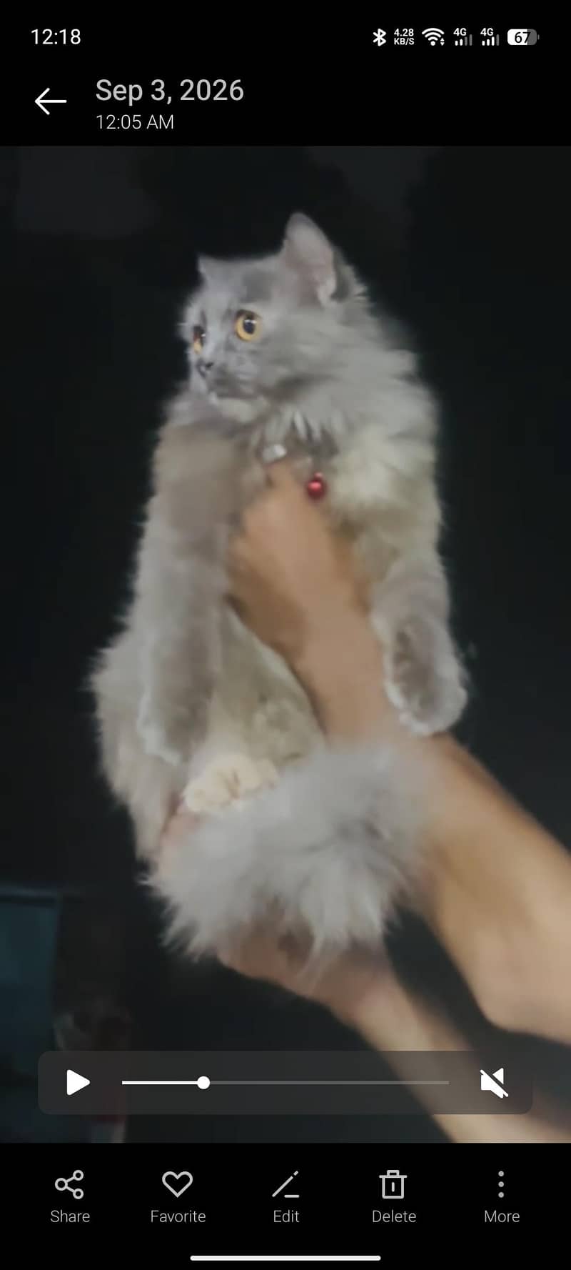 Persian cat 3