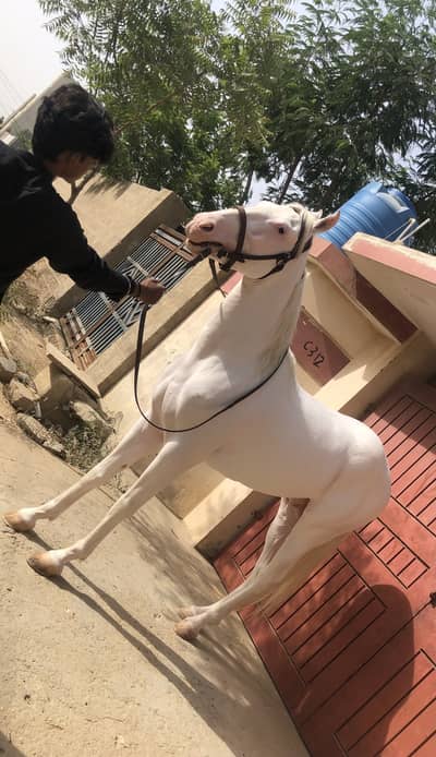 62 inch height chandi nukra