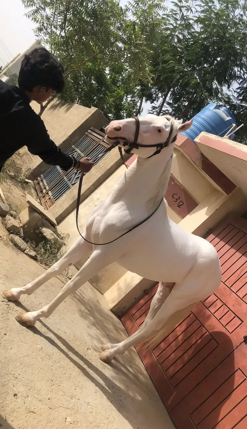 62 inch height chandi nukra