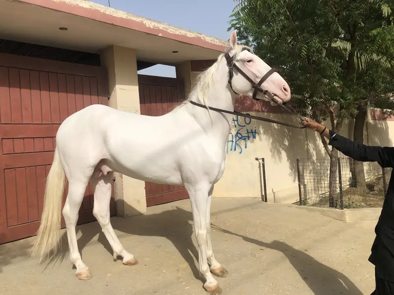 62 inch height chandi nukra — photo 2