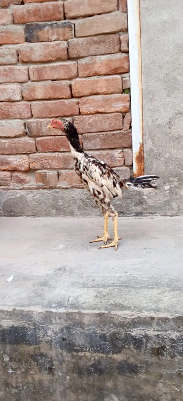 aseelmianwali — photo 3