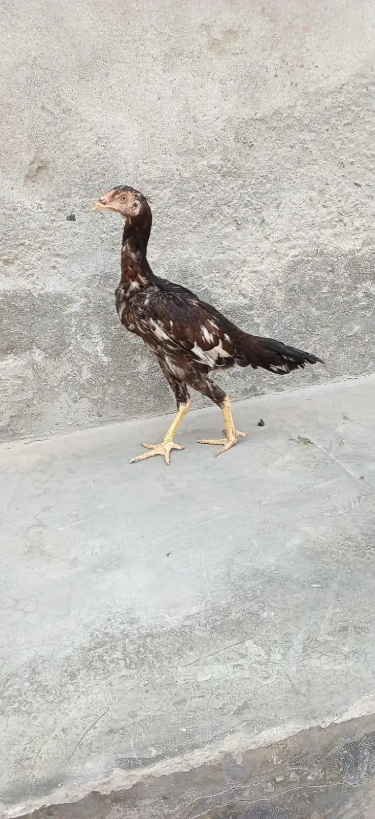 aseelmianwali — photo 5