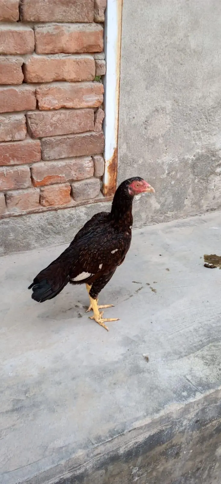 aseelmianwali — photo 6